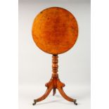 A 19TH CENTURY POLLARD OAK TRIPOD TABLE, with circular tilt top, turned column support, on three