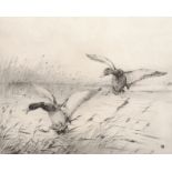 Winifred Marie Louise Austen (1876-1964) British. "Mallards Pitching", Ducks Landing on Water,