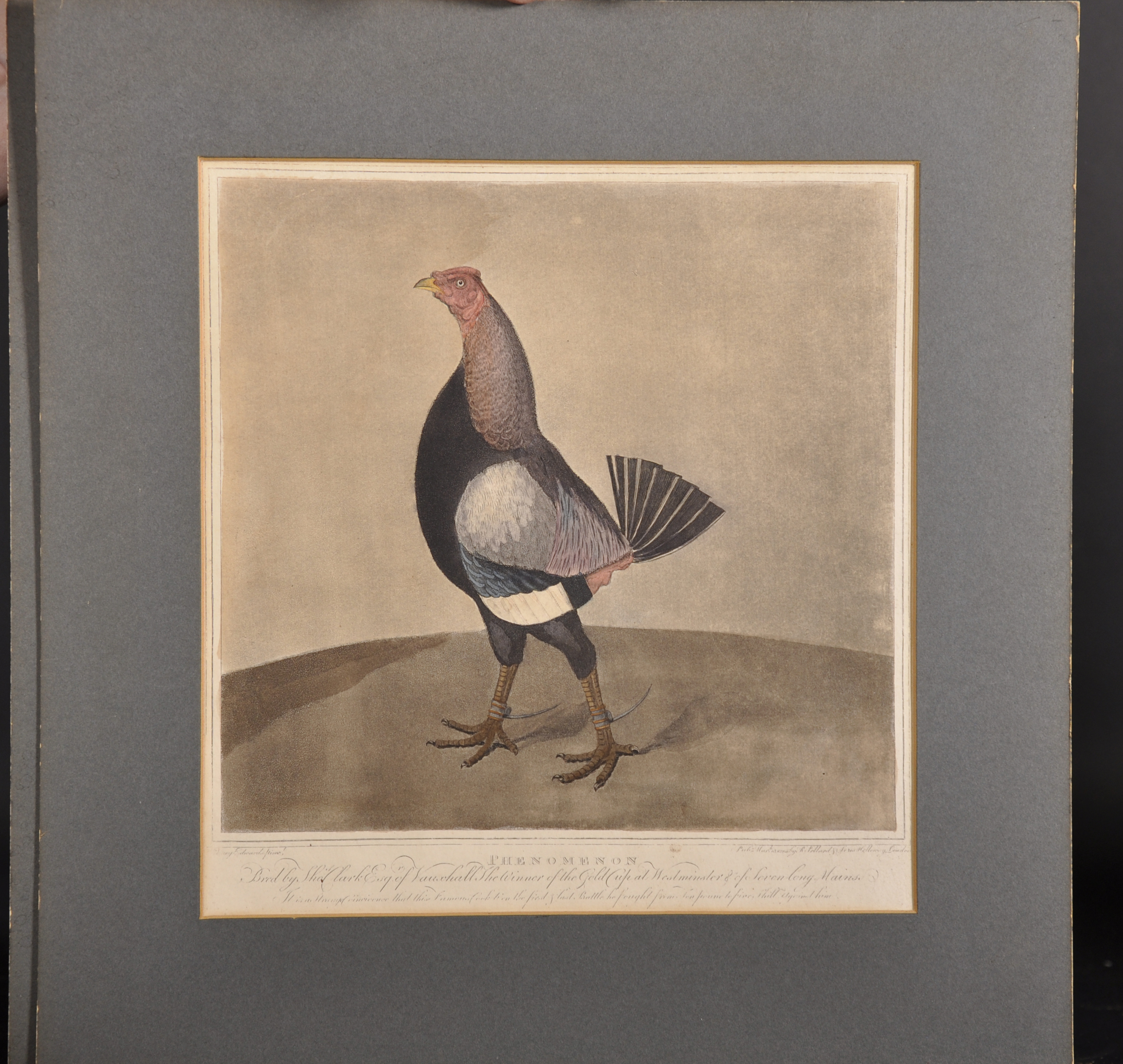 After George Edwards (1694-1773) British. "Yorkshire Hero", Study of a Fighting Cock, Print, - Image 3 of 4