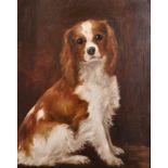 J... Alexandra Connor (20th Century) British. "Study of King Charles Spaniel", Oil on Canvas,