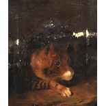 19th Century English School. Study of a Pensive Cat, Oil on Canvas, Unframed, 12" x 10".