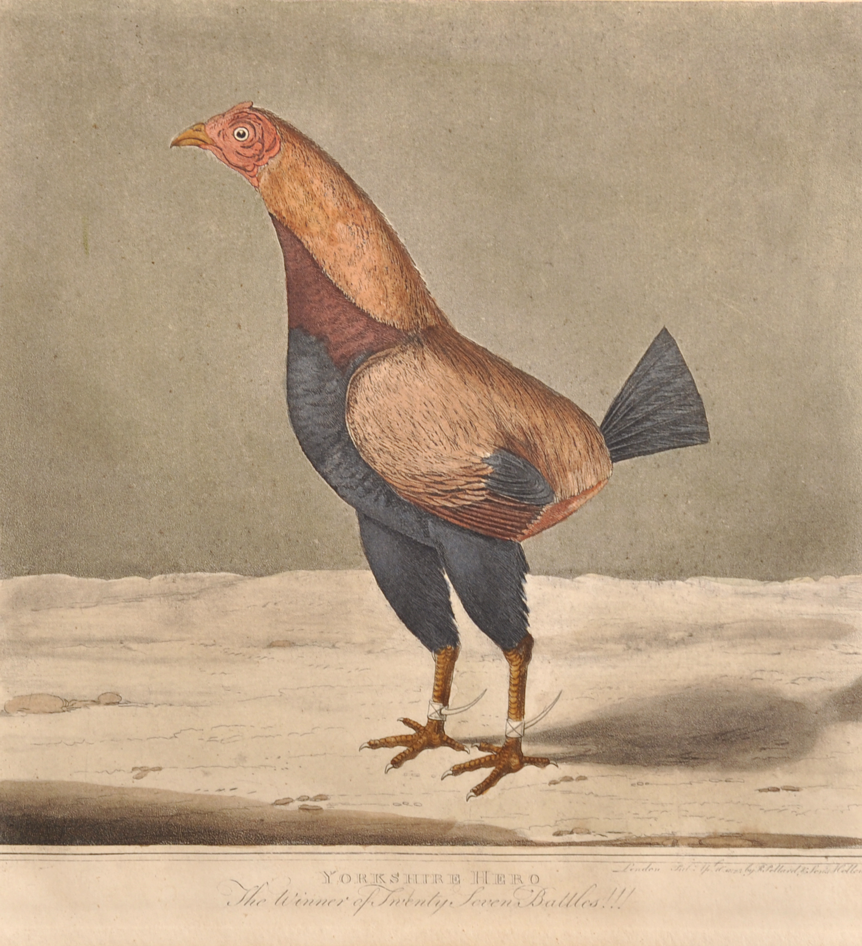 After George Edwards (1694-1773) British. "Yorkshire Hero", Study of a Fighting Cock, Print,