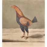 After George Edwards (1694-1773) British. "Yorkshire Hero", Study of a Fighting Cock, Print,