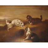 Early 19th Century English School. Three Terriers by a Rabbit Hole, Oil on Canvas, 28" x 36".