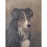 Manner of Gourlay Steell (1819-1894) British. A Study of a Border Collie, Oil on Canvas, Signed with