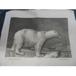 POLAR BEAR: etching after Nicholas Marechal, Paris 1801, unframed.