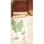 SOWERBY & JOHNSON, Ferns of Great Britain, 8vo, 48 plates, bound with Supplement, 31 plates,