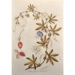 After D... Williams (18th Century) British. "Passiflora - Gynandria Pentandria", Print, 21.5" x 15",