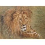 20th Century English School. Study of a Lion, Watercolour, 20.5" x 29".