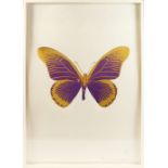 DAMIEN HIRST (1965 -) BRITISH. "BLUE AND GILT BUTTERFLY" on a white background. Signed with a heart.