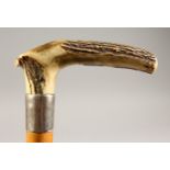 A BONE HANDLED WALKING STICK, opening to reveal a horses measuring stick, with silver band, PETER