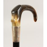 A HORN HANDLED WALKING CANE, with silver band. London 1914. 35ins long.
