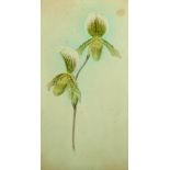 John L… Macfarlane (19th-20th Century) British. "Cypm Ashburton Giganteum", Study of an Orchid,