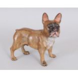 A COLD PAINTED STANDING FRENCH BULLDOG. 4ins long.