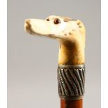A BONE HANDLED WALKING STICK, carved as a dogs head, with silver band. 32ins long.