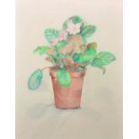 Hamet (20th Century) British. Study of a Primroses in a Terracotta Pot, Mixed Media, Signed and