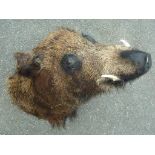 TAXIDERMY - LARGE WILD BOARS HEAD