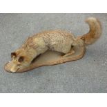 TAXIDERMY FOX IN CROUCH POSITION ON WOODEN STAND