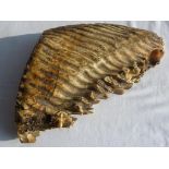 FOSSILISED MAMMOTH TOOTH APPROX 8.5 INS ALONG TOP, AND 12 INS ALONG THE LONG EDGE