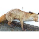 TAXIDERMY - OLD FOX , ONE LEG A/F