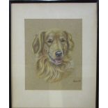 Pastel drawing of a golden retriever by Ost 32 cm x 39 cm