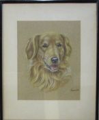 Pastel drawing of a golden retriever by Ost 32 cm x 39 cm