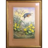 Framed watercolour of a kingfisher hovering over a stickleback fish by the artist Robin Gibbard