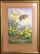 Framed watercolour of a kingfisher hovering over a stickleback fish by the artist Robin Gibbard