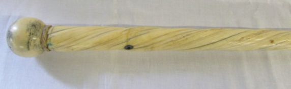 Narwhal tusk walking stick with ball pommel & natural twisted stem length 90cm with CITES Article