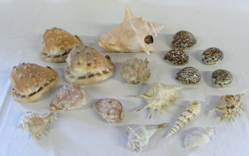 Quantity of sea shells