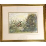 Framed watercolour of a pair of pheasants by Francis Boxall 59cm by 49cm