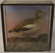 Cased taxidermy of an Egyptian goose with Louth taxidermist label to back of case