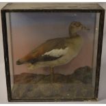 Cased taxidermy of an Egyptian goose with Louth taxidermist label to back of case