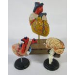 3 anatomical models of a brain and 2 hearts