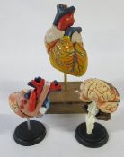 3 anatomical models of a brain and 2 hearts