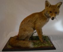 Taxidermy seated fox on a large rectangular base