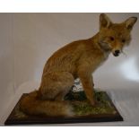 Taxidermy seated fox on a large rectangular base