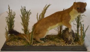 Taxidermy stoat on a wooden naturalistic base