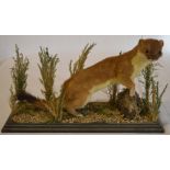 Taxidermy stoat on a wooden naturalistic base