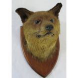 Early 20th century fox mask mounted on an oak shield by L W Bartlett,