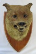 Early 20th century fox mask mounted on an oak shield by L W Bartlett,