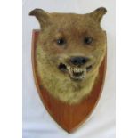 Early 20th century fox mask mounted on an oak shield by L W Bartlett,