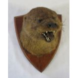 Early 20th century otter mask mounted on an oak shield by L W Bartlett,