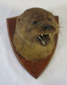 Early 20th century otter mask mounted on an oak shield by L W Bartlett,