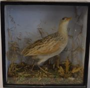 Cased taxidermy of a corncrake in a naturalistic setting