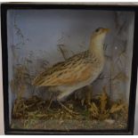 Cased taxidermy of a corncrake in a naturalistic setting