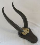 Pair of early 20th century taxidermy animal horns