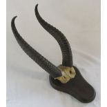 Pair of early 20th century taxidermy animal horns