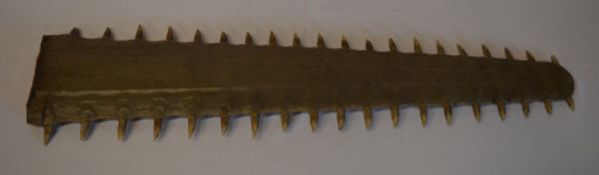 Sawfish bill or rostrum,