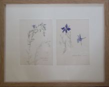 Framed pen and ink drawings of Linum Perenne dated 27.8.45 and Delphinium Ajacis 7.8.
